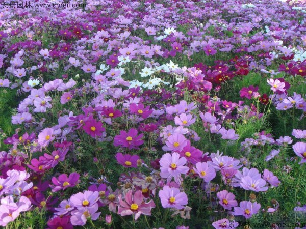 格?；ǚN子發(fā)芽出苗開(kāi)花圖片
