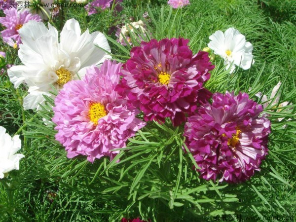 格?；ǚN子發(fā)芽出苗開(kāi)花圖片