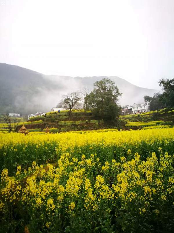 黃色花海油菜花田景觀(guān)鄉村旅游