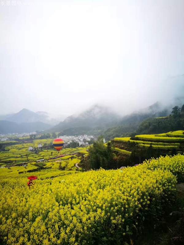 黃色花海油菜花田景觀(guān)鄉村旅游