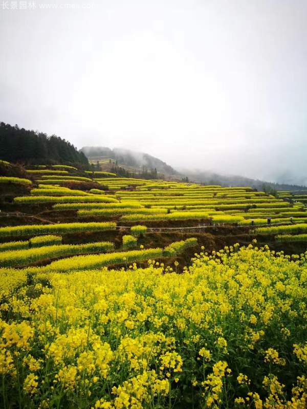 黃色花海油菜花田景觀(guān)鄉村旅游