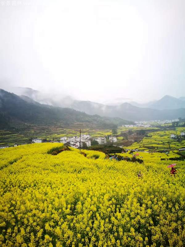 黃色花海油菜花田景觀(guān)鄉村旅游