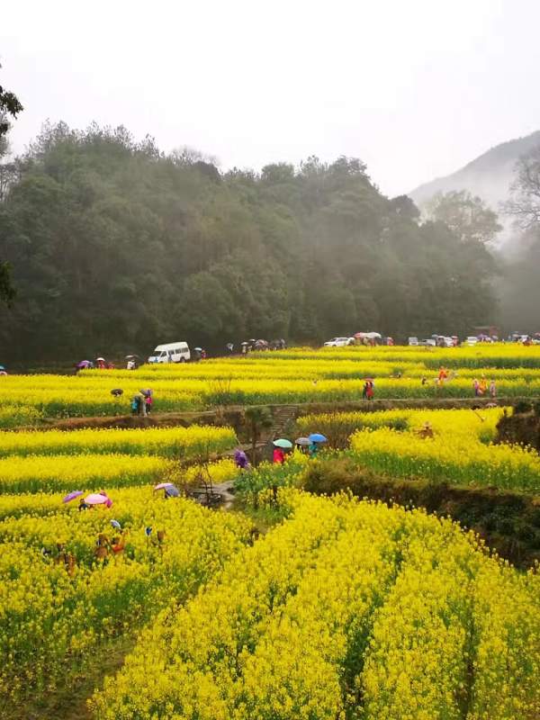 黃色花海油菜花田景觀(guān)鄉村旅游