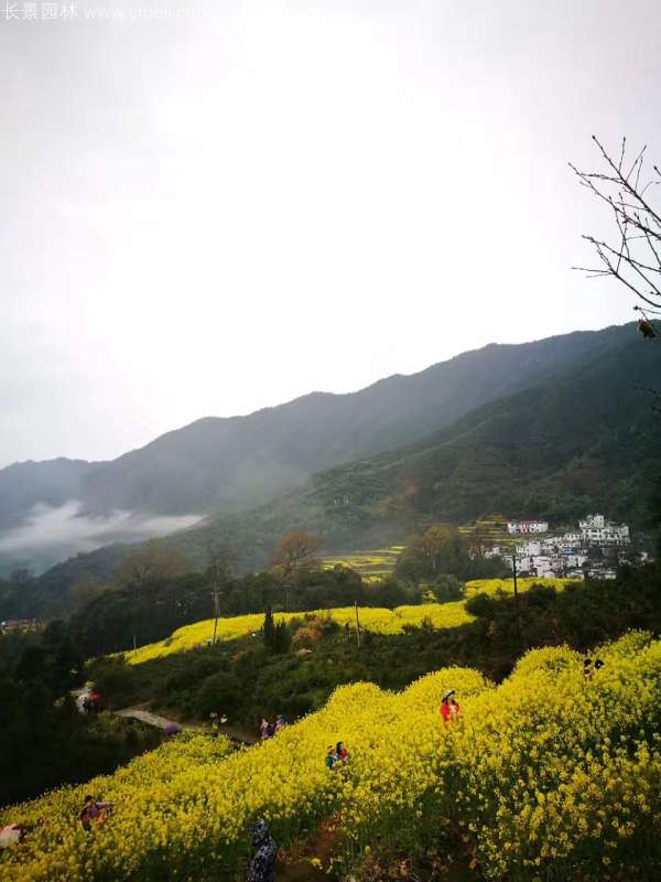 黃色花海油菜花田景觀(guān)鄉村旅游