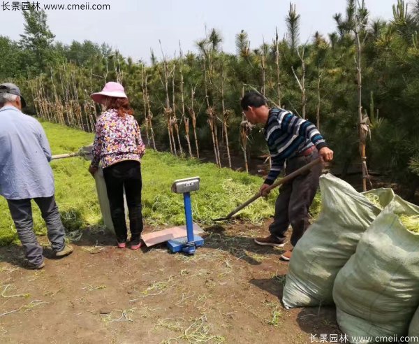 佛甲草起苗挖苗現場(chǎng)實(shí)拍圖片