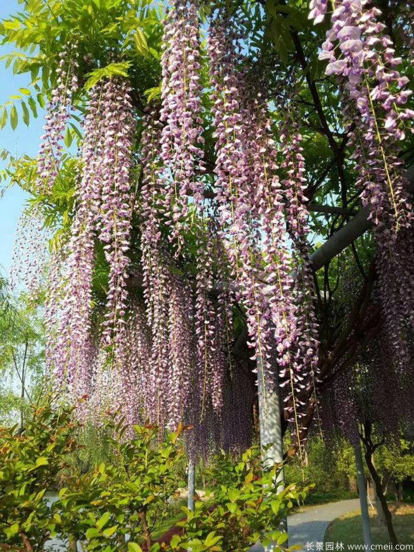 花穗最長(cháng)的紫藤-三尺藤