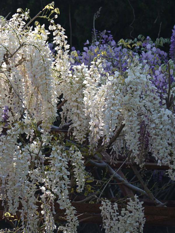 最長(cháng)花穗的紫藤三尺藤
