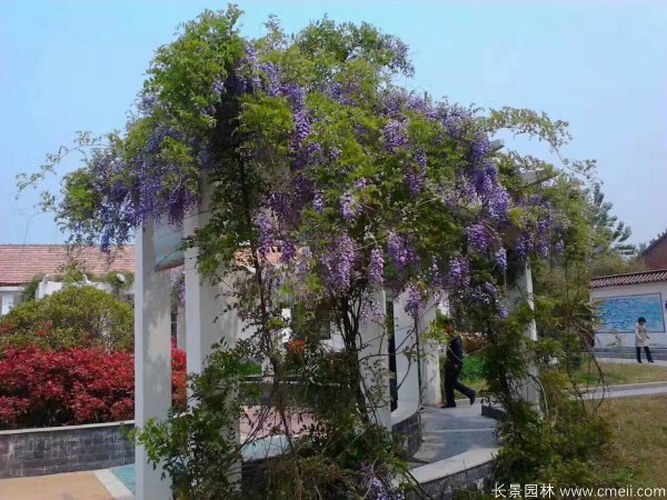 紫藤長(cháng)廊實(shí)景圖片