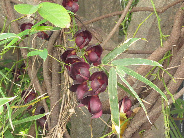 紅花紫藤樹(shù)苗開(kāi)花紅色 紅花紫藤樹(shù)苗開(kāi)花紅色