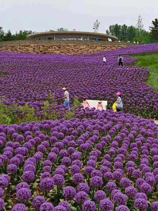 大花蔥開(kāi)花花海景觀(guān)
