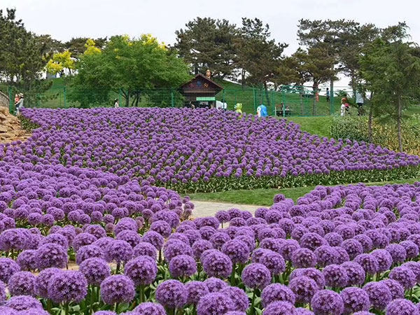 大花蔥開(kāi)花花海景觀(guān)