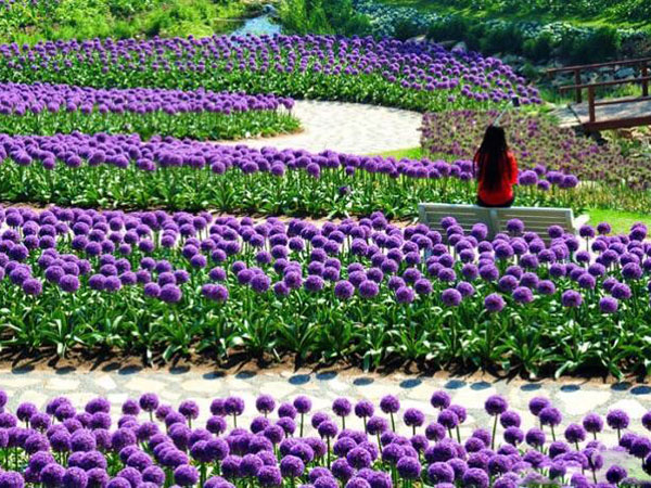 大花蔥開(kāi)花花海景觀(guān)