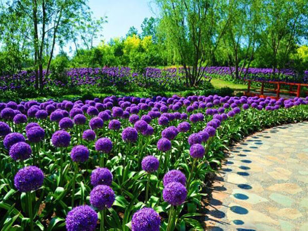 大花蔥開(kāi)花花海景觀(guān)