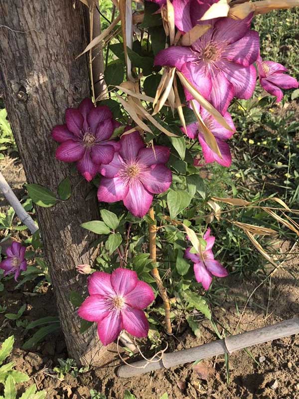 鐵線(xiàn)蓮