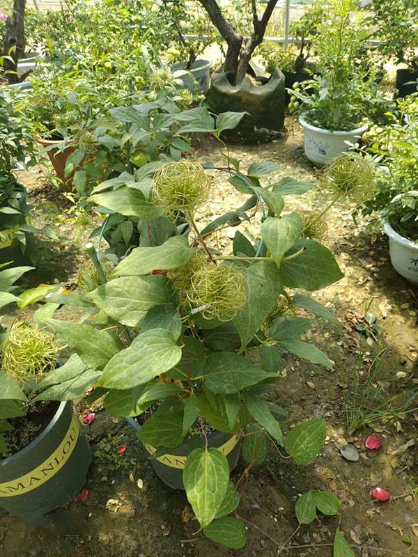 鐵線(xiàn)蓮