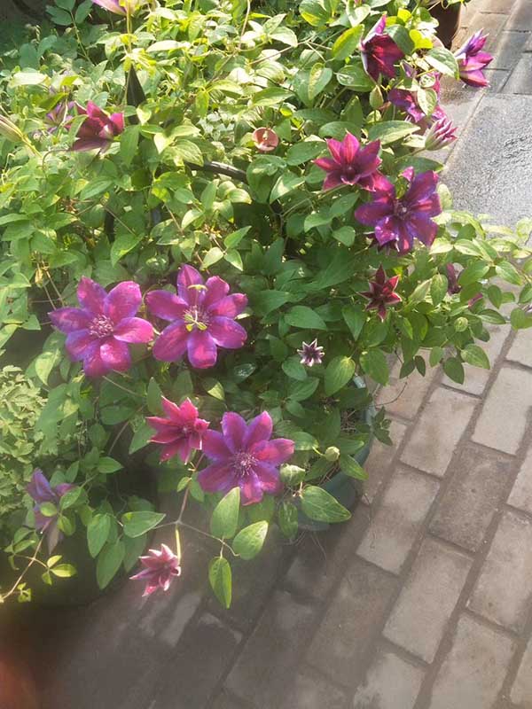 鐵線(xiàn)蓮