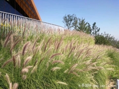 觀(guān)賞狼尾草種子