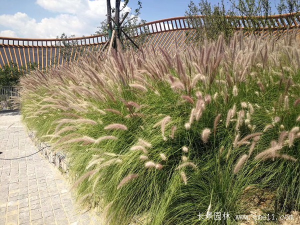 觀(guān)賞狼尾草