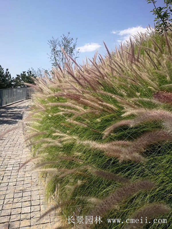 觀(guān)賞狼尾草