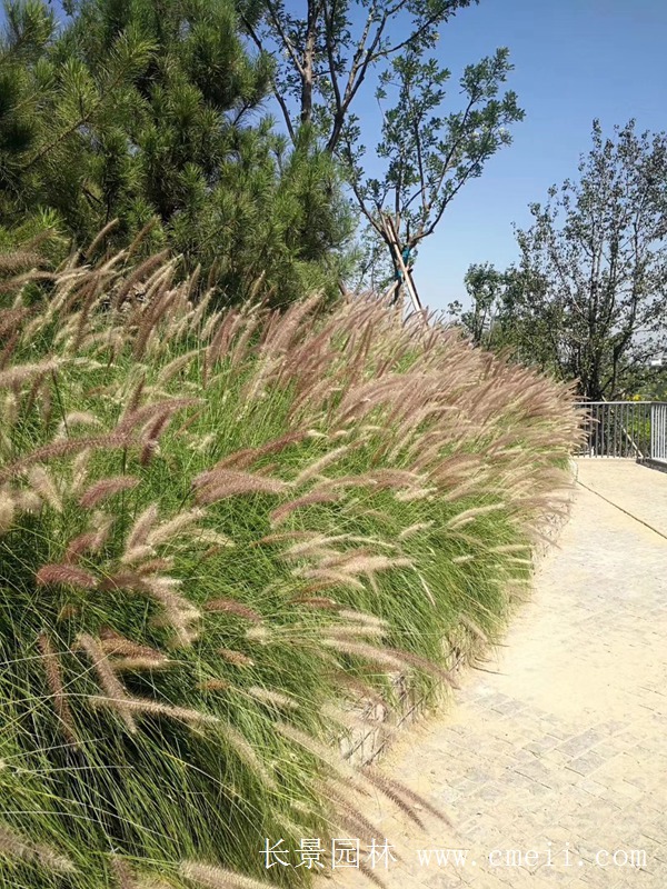 觀(guān)賞狼尾草