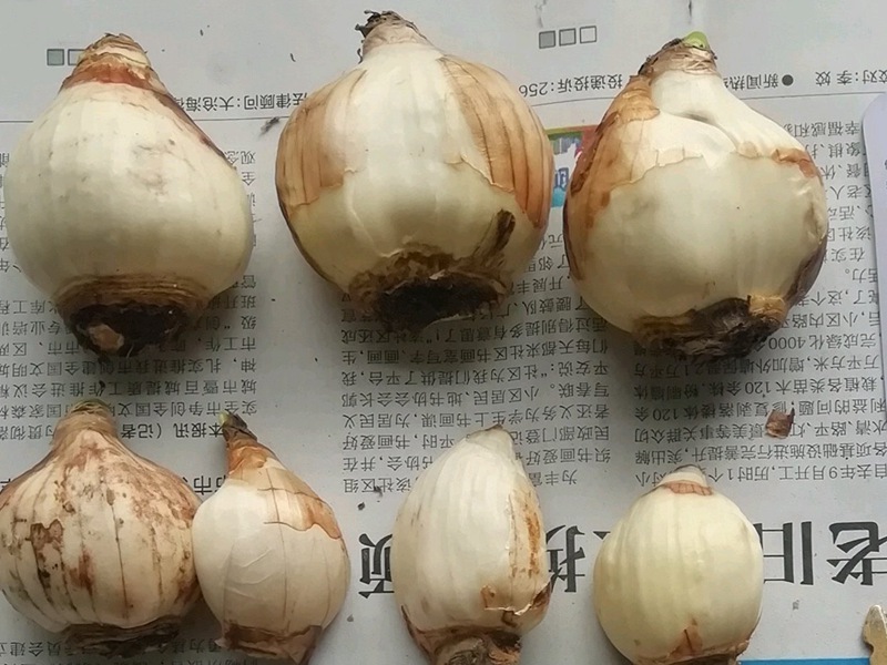 洋水仙 洋水仙