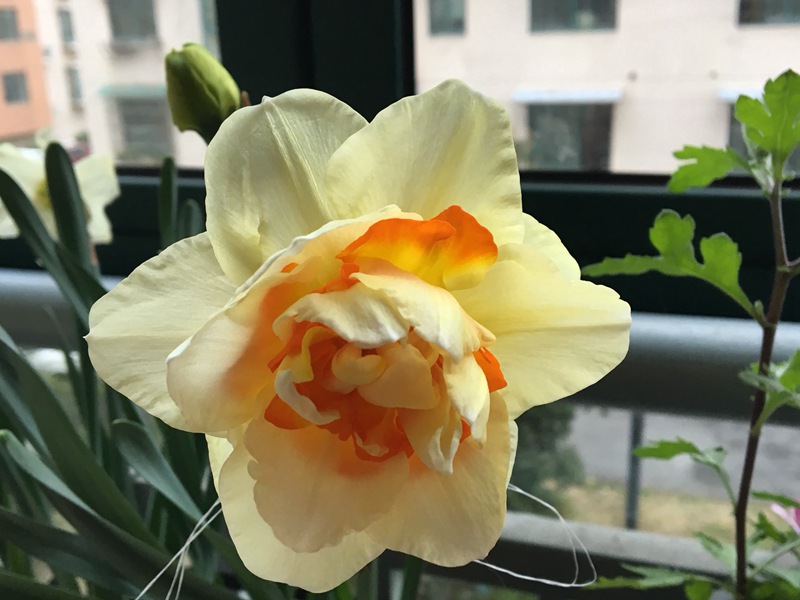 洋水仙 洋水仙