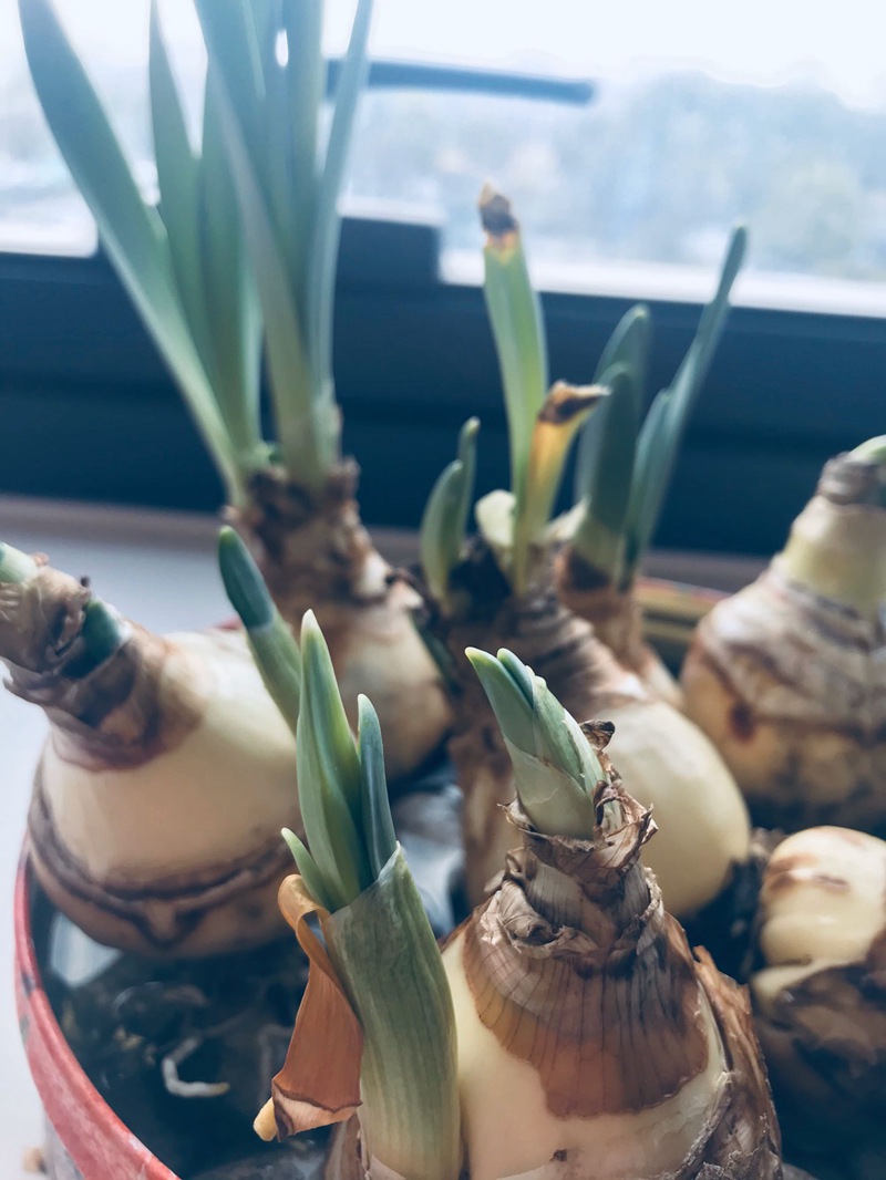 洋水仙 洋水仙