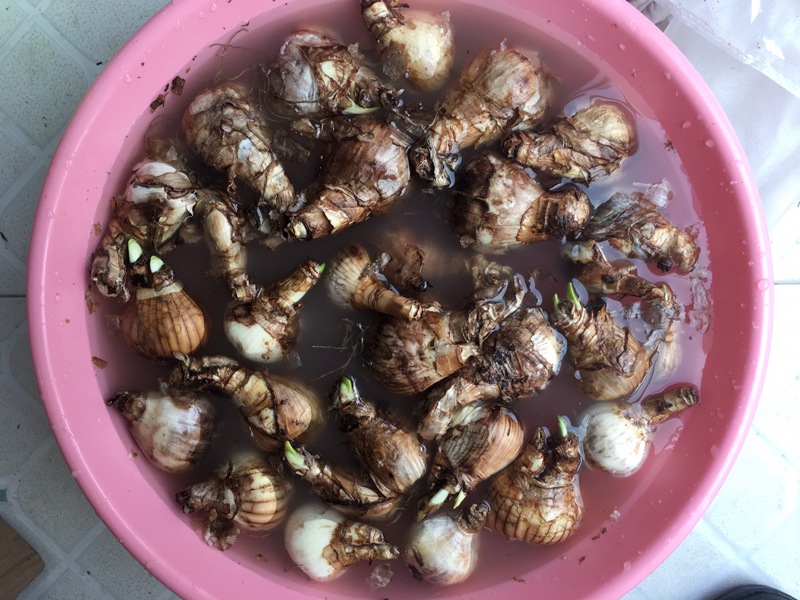 洋水仙 洋水仙