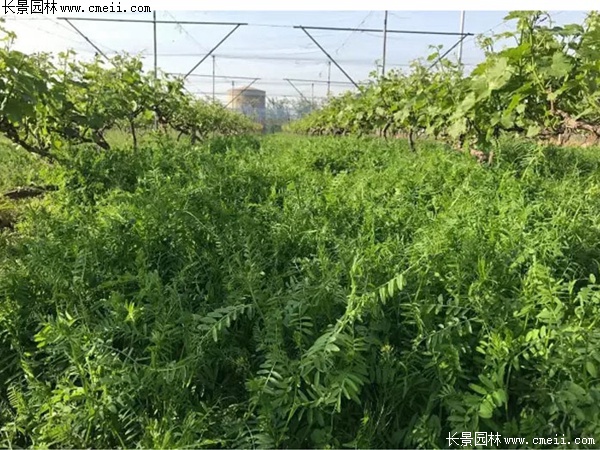 毛苕子 毛苕子