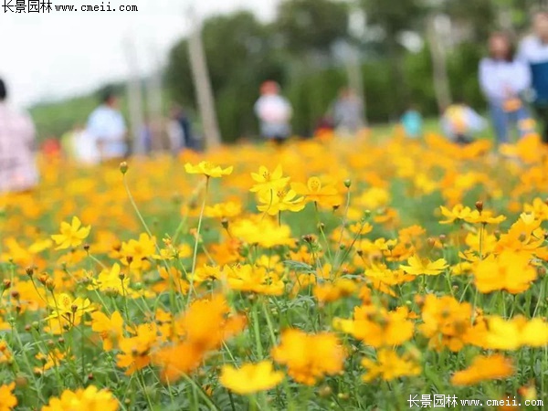 堆心菊 堆心菊