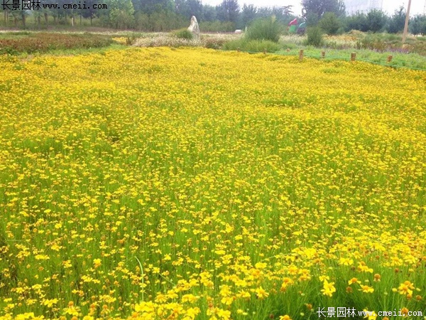堆心菊 堆心菊