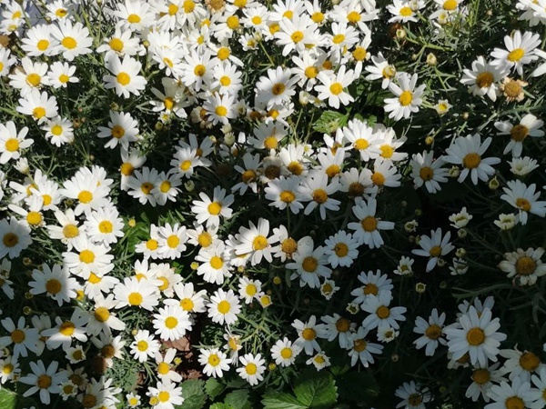 白晶菊 白晶菊