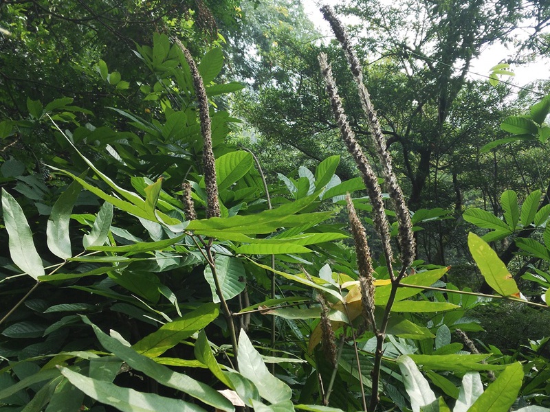 貓尾草 貓尾草