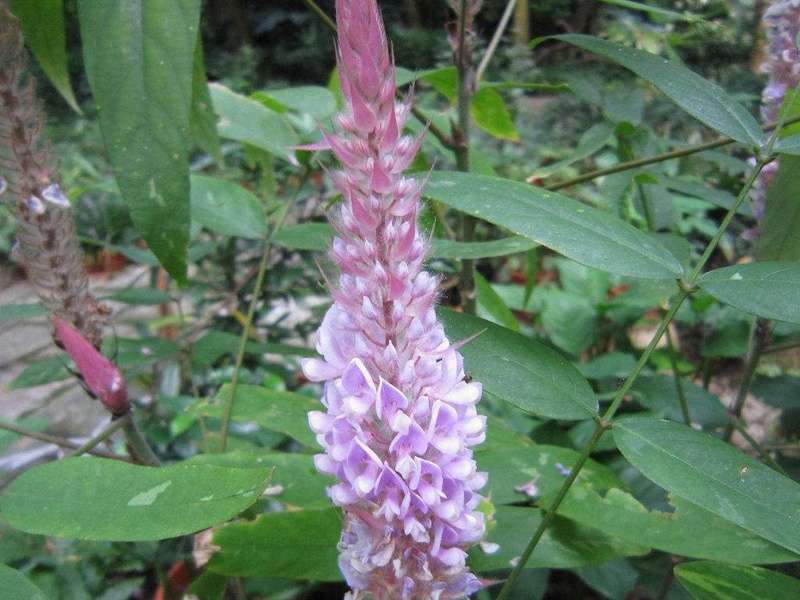 貓尾草 貓尾草