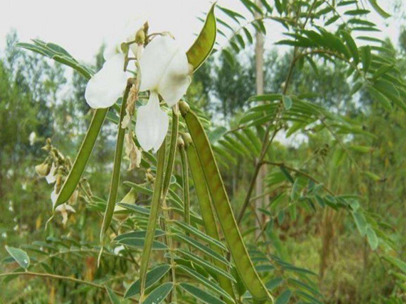 山毛豆 山毛豆
