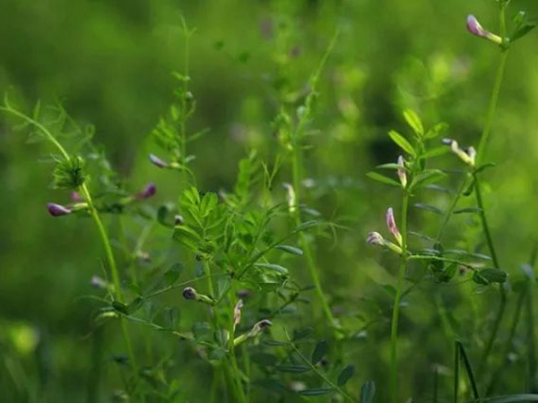 箭筈豌豆 箭筈豌豆