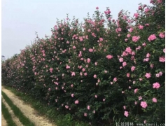 木槿樹(shù)苗、木槿花多少錢(qián)