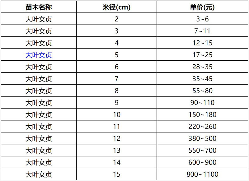 2022年春季大葉女貞報價(jià)表 2022年春季大葉女貞報價(jià)表