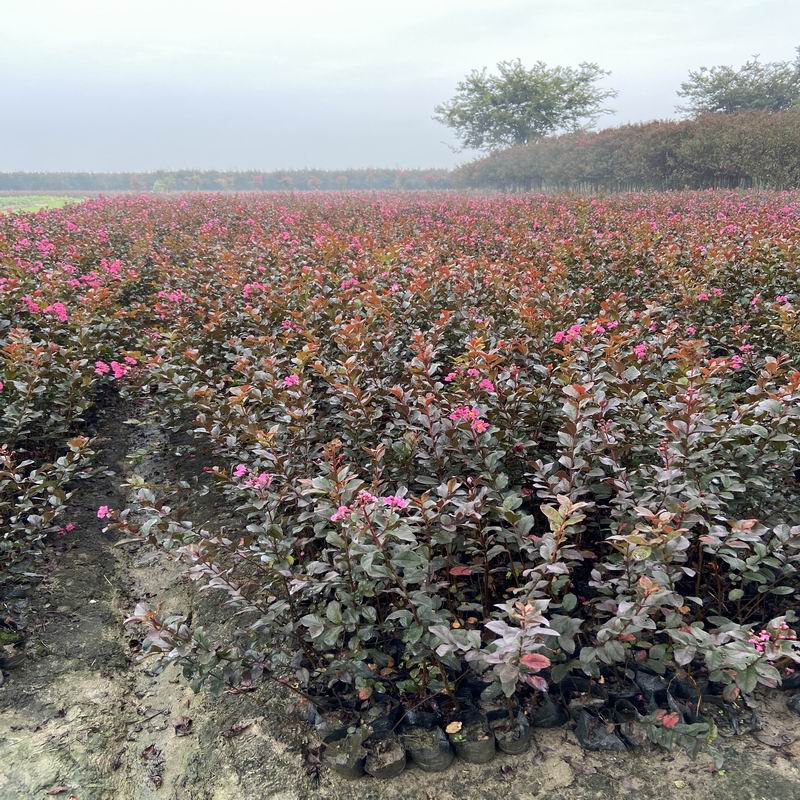 長(cháng)景園林矮紫薇 長(cháng)景園林矮紫薇