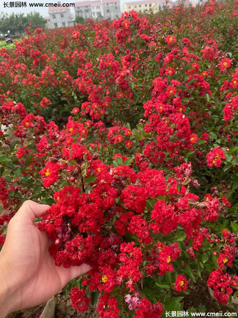 長(cháng)景園林矮紫薇 長(cháng)景園林矮紫薇