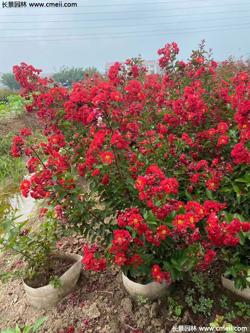 長(cháng)景園林矮紫薇 長(cháng)景園林矮紫薇