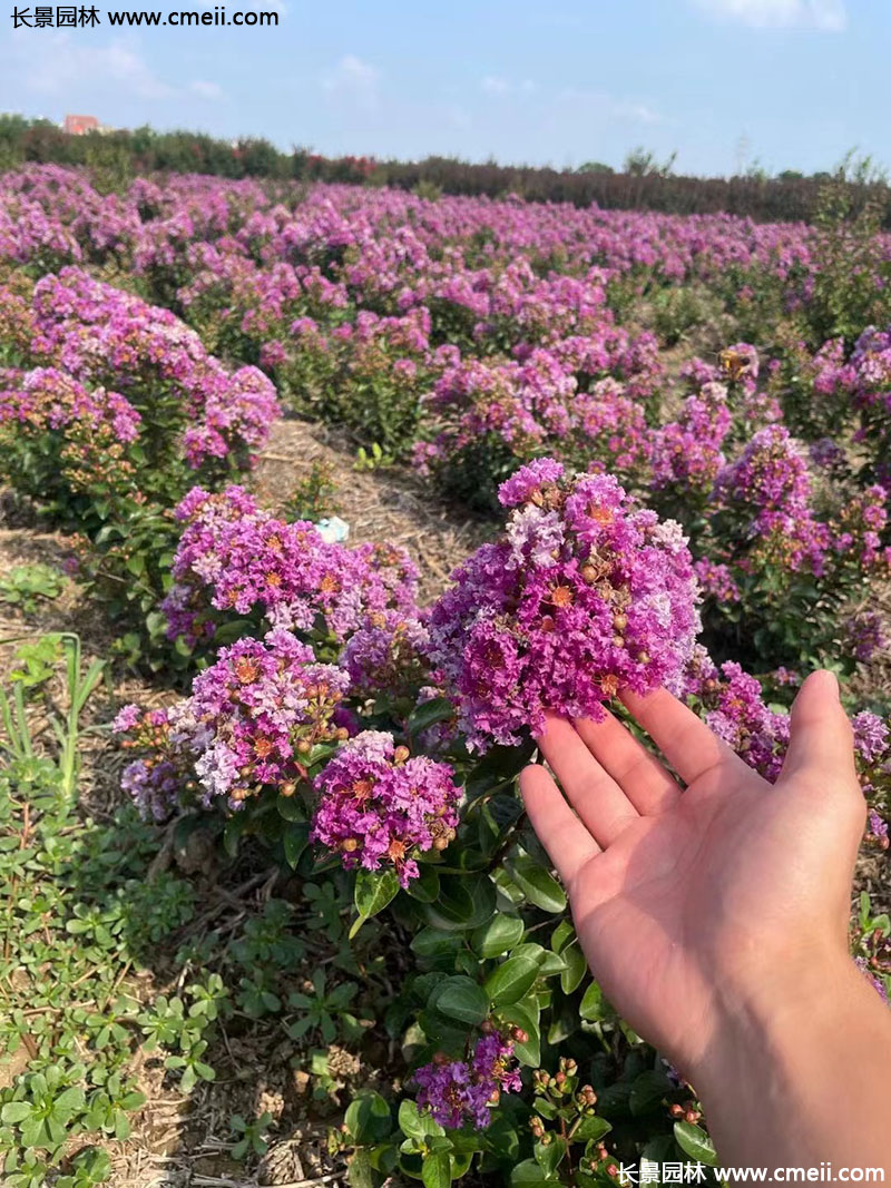長(cháng)景園林矮紫薇 長(cháng)景園林矮紫薇