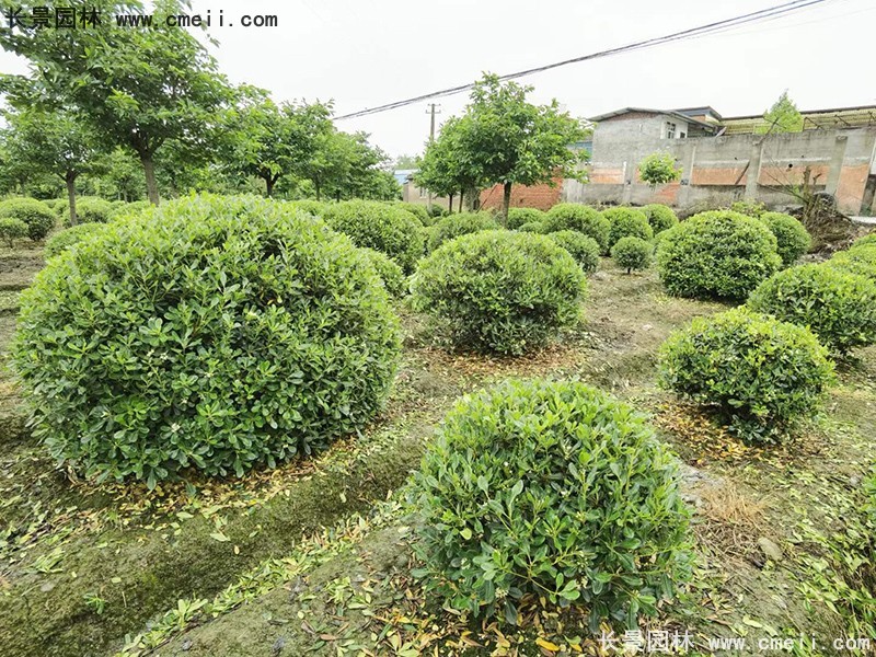 海桐球苗圃批發(fā)種植基地長(cháng)景園林