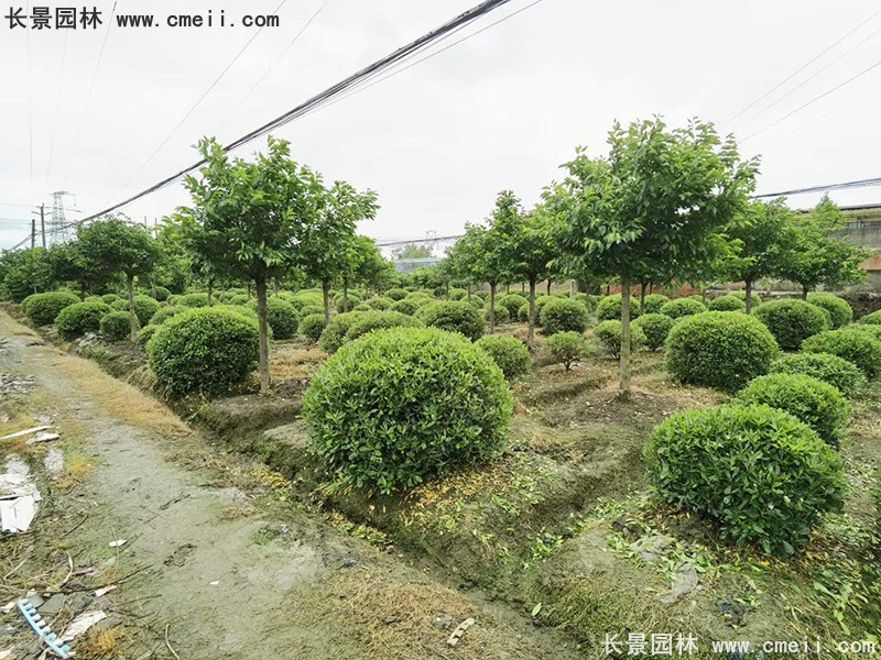 海桐球苗圃批發(fā)種植基地長(cháng)景園林
