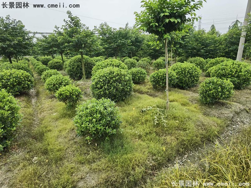 海桐球苗圃批發(fā)種植基地長(cháng)景園林