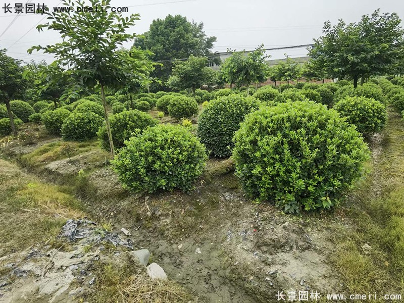 海桐球苗圃批發(fā)種植基地長(cháng)景園林