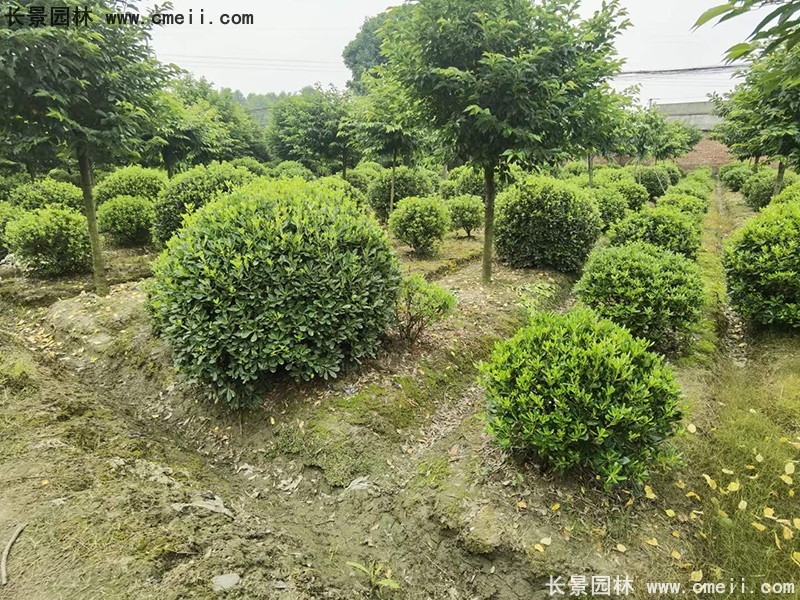 海桐球苗圃批發(fā)種植基地長(cháng)景園林