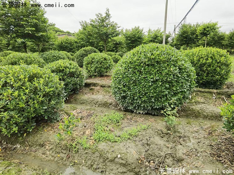 海桐球苗圃批發(fā)種植基地長(cháng)景園林