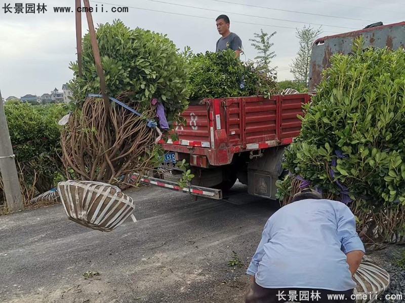 海桐球苗圃批發(fā)種植基地長(cháng)景園林