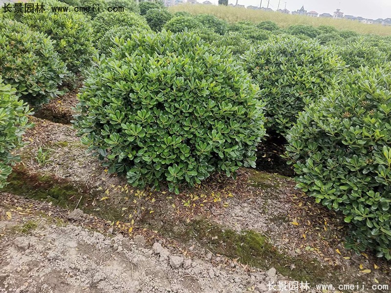 海桐球苗圃批發(fā)種植基地長(cháng)景園林